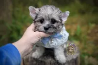 Rare Merle Beacon, a male Morkie for sale in Barren Springs, VA – 3 of 4
