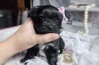 Rare Korean Moana , a female Morkie for sale in Barren Springs, VA – 2 of 5