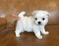 Elvis, a male Maltese for sale in Asheville, NC – 4 of 4