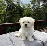 Teddy, a male Mal Shi for sale in Asheville, NC – 6 of 6