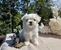 Nissan, a male Maltese for sale in Asheville, NC – 3 of 5