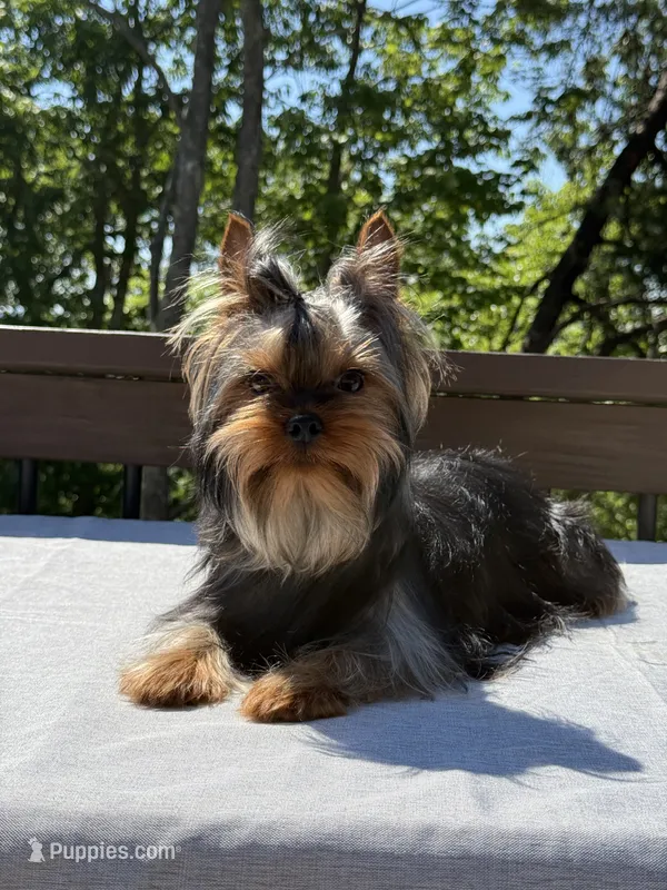 Ace – Yorkshire Terrier puppy for sale in Asheville, NC