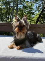 Ace, a male Yorkshire Terrier for sale in Asheville, NC – 1 of 6
