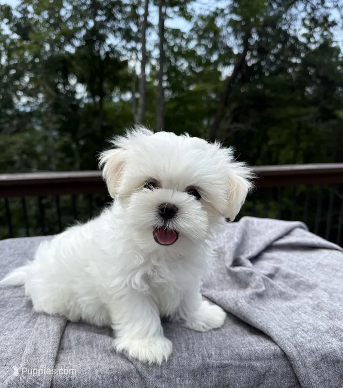 Sunny – Mal Shi puppy for sale in Asheville, NC