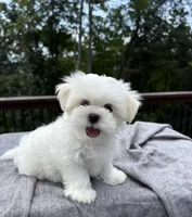 Sunny, a male Mal Shi for sale in Asheville, NC – 1 of 4