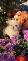 Latte , a male Mal Shi for sale in Asheville, NC – 3 of 7