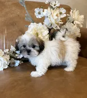 Lucky, a male Mal Shi for sale in Asheville, NC – 4 of 9
