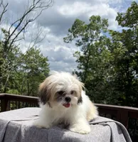 Lucky, a male Mal Shi for sale in Asheville, NC – 2 of 4
