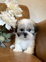 Lucky, a male Mal Shi for sale in Asheville, NC – 8 of 9
