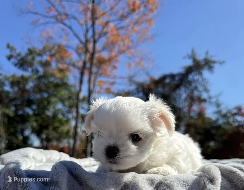 Millie, a female Maltese for sale in Asheville, NC – 1 of 3