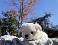 Millie, a female Maltese for sale in Asheville, NC – 1 of 3