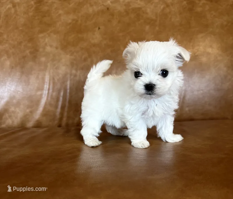 Elvis – Maltese puppy for sale in Asheville, NC