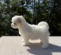 Tiana, a female Maltese for sale in Asheville, NC – 7 of 7