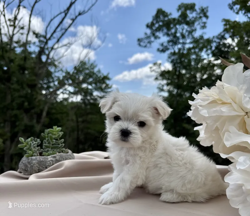 Rosie – Maltese puppy for sale in Asheville, NC
