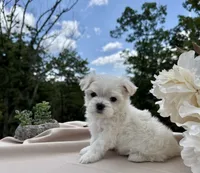 Rosie, a female Maltese for sale in Asheville, NC – 1 of 7