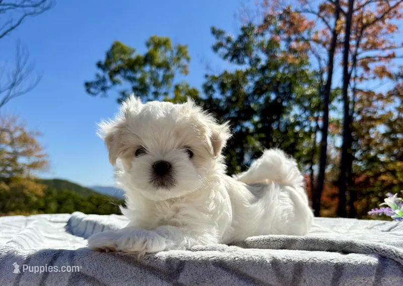 Winston, a male Maltese for sale in Asheville, NC – 1 of 9