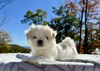 Winston, a male Maltese for sale in Asheville, NC – 1 of 9