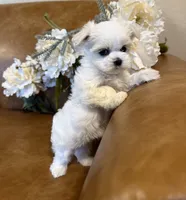 Ivory, a female Maltese for sale in Asheville, NC – 2 of 5