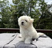 Teddy, a male Mal Shi for sale in Asheville, NC – 5 of 6