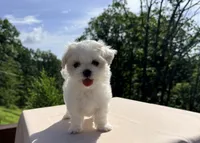 Tiana, a female Maltese for sale in Asheville, NC – 4 of 7