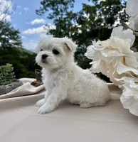 Rosie, a female Maltese for sale in Asheville, NC – 2 of 7