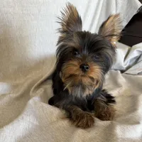 Flynn, a male Yorkshire Terrier for sale in Asheville, NC – Photo 2 of 10