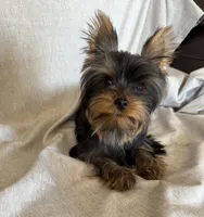 Flynn, a male Yorkshire Terrier for sale in Asheville, NC – Photo 2 of 10