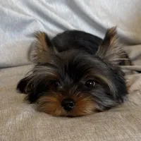 Flynn, a male Yorkshire Terrier for sale in Asheville, NC – Photo 6 of 10