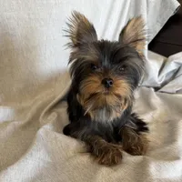 Flynn, a male Yorkshire Terrier for sale in Asheville, NC – Photo 10 of 10