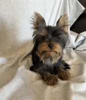 Flynn, a male Yorkshire Terrier for sale in Asheville, NC – Photo 10 of 10