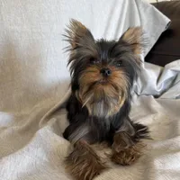 Flynn, a male Yorkshire Terrier for sale in Asheville, NC – Photo 4 of 10