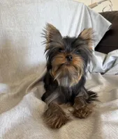 Flynn, a male Yorkshire Terrier for sale in Asheville, NC – Photo 4 of 10