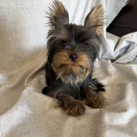 Flynn, a male Yorkshire Terrier for sale in Asheville, NC – Photo 1 of 10