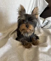 Flynn, a male Yorkshire Terrier for sale in Asheville, NC – Photo 1 of 10