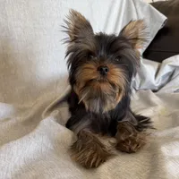 Flynn, a male Yorkshire Terrier for sale in Asheville, NC – Photo 5 of 10