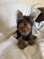 Flynn, a male Yorkshire Terrier for sale in Asheville, NC – Photo 5 of 10