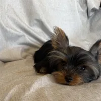 Flynn, a male Yorkshire Terrier for sale in Asheville, NC – Photo 3 of 10