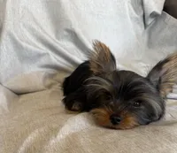 Flynn, a male Yorkshire Terrier for sale in Asheville, NC – Photo 3 of 10