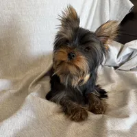 Flynn, a male Yorkshire Terrier for sale in Asheville, NC – Photo 9 of 10