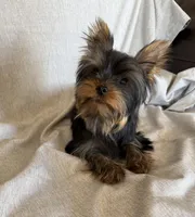 Flynn, a male Yorkshire Terrier for sale in Asheville, NC – Photo 9 of 10