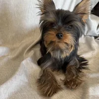 Flynn, a male Yorkshire Terrier for sale in Asheville, NC – Photo 8 of 10