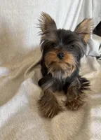 Flynn, a male Yorkshire Terrier for sale in Asheville, NC – Photo 8 of 10