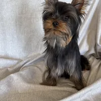 Flynn, a male Yorkshire Terrier for sale in Asheville, NC – Photo 7 of 10