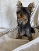 Flynn, a male Yorkshire Terrier for sale in Asheville, NC – Photo 7 of 10