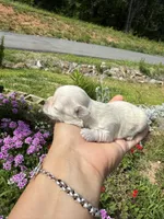  Tia , a female Mal Shi for sale in Asheville, NC – 5 of 10