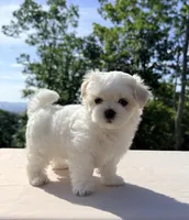 Tiana, a female Maltese for sale in Asheville, NC – 5 of 7