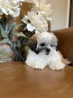 Lucky, a male Mal Shi for sale in Asheville, NC – 5 of 9