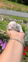  Tia , a female Mal Shi for sale in Asheville, NC – 10 of 10