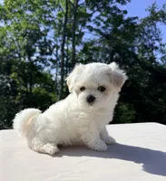Tiana, a female Maltese for sale in Asheville, NC – 3 of 7