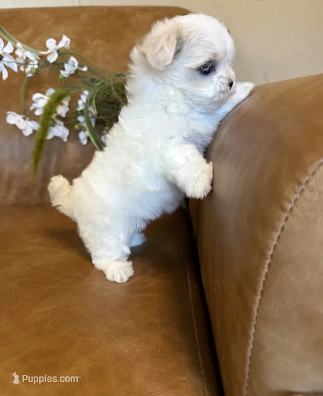 Tiana – Maltese puppy for sale in Asheville, NC